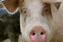 Matt Prescott/The HSUS
