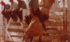 BullRiding