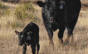 Cow and calf 6-14-16